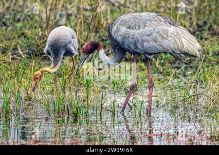 Le due gru sarus che si stendono in un corpo d'acqua poco profondo circondato da un'erba alta. Bharatpur, India Foto Stock