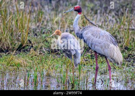 Le due gru sarus che si stendono in un corpo d'acqua poco profondo circondato da un'erba alta. Bharatpur, India Foto Stock