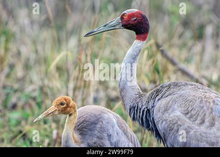 Le due gru sarus in una palude, adulta e giovanile. Bharatpur, India Foto Stock