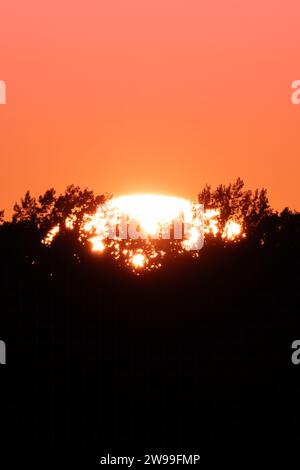 Questa immagine mozzafiato cattura un vivace tramonto rosso sovrapposto a una silhouette di alberi in primo piano Foto Stock
