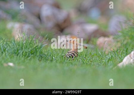 Eurasiatica Hoopoe, Upupa epops, che si nutrono nell'erba. Foto Stock