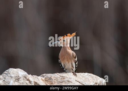 Eurasiatica Hoopoe, Upupa epocale sulla roccia. Foto Stock