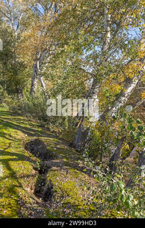 Alberi sul bordo di un fiume che si inclinano pericolosamente verso il fiume e sollevano il terreno con le loro radici Foto Stock