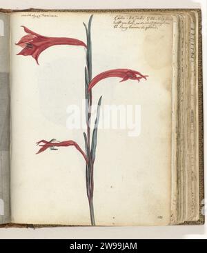 Cape Flower, Jan Brandes, 1786 disegno colore disegno di un pezzo di manico e la farina di una pianta che si verifica a Capo di buona speranza. Con iscrizione. Parte del libro degli schizzi di Jan Brandes, dl. 2 (1808), pag. 103. Mantello di carta di buona speranza. matita. acquerello (pittura) fiori pennello Capo di buona speranza Foto Stock