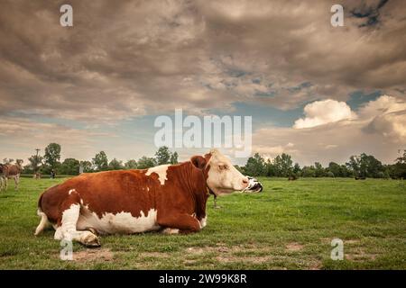 Foto di una vacca holstein che si rilassa a Zasavica, in Serbia e che pascolano. L'Holstein Frisone è una razza internazionale o un gruppo di razze di gatto da latte Foto Stock