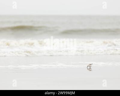 Immagine minimalista di un gabbiano su una spiaggia Foto Stock