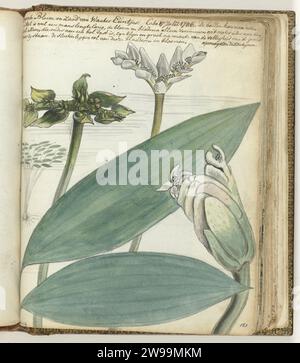 Cape Flower, Jan Brandes, 1786 disegno colore disegno della farina, della pianta e del seme del giglio di Cape Water. Con iscrizione. Parte del libro degli schizzi di Jan Brandes, dl. 1 (1808), pag. 183. Mantello di carta di buona speranza. matita. acquerello (pittura) fiori pennello Capo di buona speranza Foto Stock