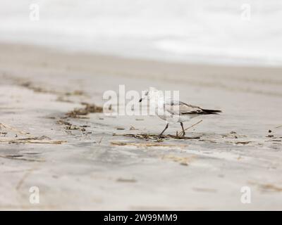 Gabbiano in cerca di cibo su una spiaggia Foto Stock