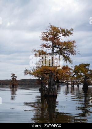 Cipresso calvo sommerso con foglie autunnali fotografate all'alba al lago Caddo, Texas. Foto Stock