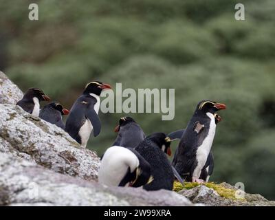 Snares Penguin, Eudyptes robustus, un pinguino endemico che si riproduce sull'isola di Snares, nuova Zelanda Foto Stock