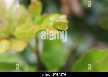 Gocciolina di acqua Foto Stock