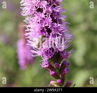 Foraggiando l'ape sul fiore di liatris Foto Stock
