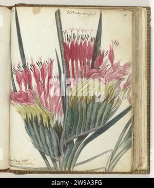 Cape Flower, Jan Brandes, 1786 disegno colore disegno di un fiore che si verifica a Capo di buona speranza. Con iscrizione. Parte del libro degli schizzi di Jan Brandes, dl. 1 (1808), pag. 191. Mantello di carta di buona speranza. matita. acquerello (pittura) fiori pennello Capo di buona speranza Foto Stock