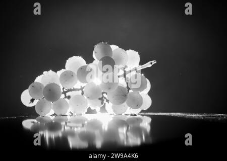 Un mucchio di luci d'uva isolate da dietro formando una silhouette, una cantina volumetrica. concetto fotografico in bianco e nero Foto Stock