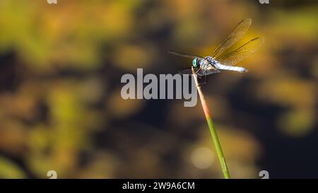 Libellula blu appoggiata su rami con sfondo sfocato. Foto Stock