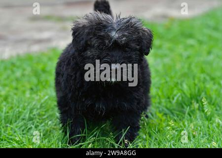 Primo piano su un grazioso cucciolo lungo e peloso Bouvier des Flandres tra le erbe in piedi Foto Stock