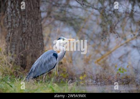 Un primo piano di un airone grigio in uno stagno Foto Stock