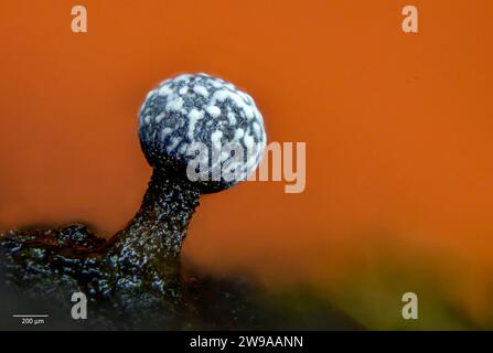 Sporocarp (corpo fruttifero) della muffa di melma Physarum sp. (Eventualmente P. corticola). Cresce dalla corteccia raccolta in Pennsylvania, USA e mantenuta in coltura Foto Stock