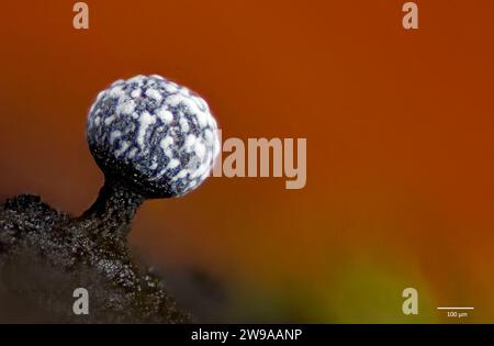 Sporocarp (corpo fruttifero) della muffa di melma Physarum sp. (Eventualmente P. corticola). Cresce dalla corteccia raccolta in Pennsylvania, USA e mantenuta in coltura Foto Stock