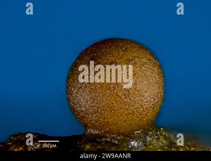 Sporocarp di una muffa di melma del genere Perichaena. Cresce da corteccia raccolta in Pennsylvania, USA e coltivata per 3 settimane in coltura. Foto Stock