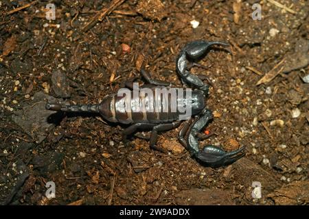 Primo piano dettagliato sullo scorpione sudafricano di roccia piatta, i trogloditi Hadogenes spesso importati attraverso il commercio di animali domestici Foto Stock