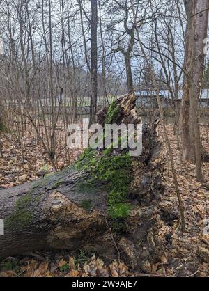 Un grande tronco sradicato si trova sul fondo della foresta, essendo stato recentemente rimosso dalla sua posizione originale Foto Stock