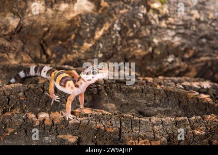 Eublepharis Macularius è un simpatico geco leopardo. Piccola lucertola isolata su uno sfondo di legno. Foto Stock