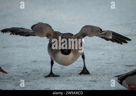 Un gregge di anatre e oche arroccato sul terreno innevato vicino a un tranquillo stagno con le ali aperte Foto Stock