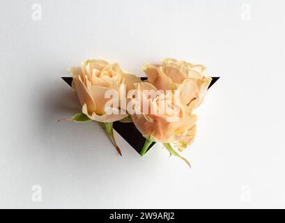Le rose spray cremose fuoriescono da un triangolo su uno sfondo di carta bianca. Foto Stock