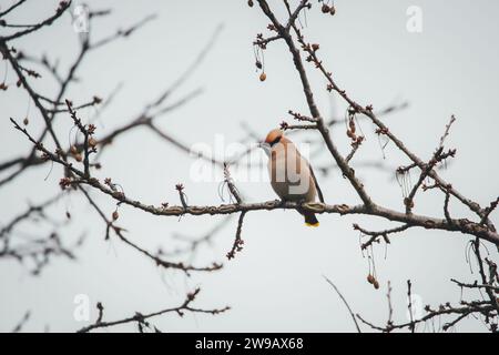 Bohemian waxwing (Bombycilla garrulus) Foto Stock