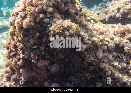 Piante sottomarine e alghe che crescono sulle rocce vicino alla superficie del mare - snorkeling a Limni, Grecia. Foto Stock