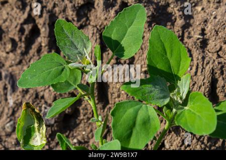 Album Chenopodium, pianta commestibile, nomi comuni includono quarti di agnello, melde, piedi d'oca, piedi d'oca bianchi, spinaci selvatici, bathua e grasso-gallina. Foto Stock