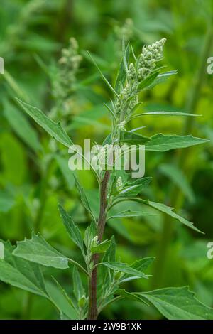 Album Chenopodium, pianta commestibile, nomi comuni includono quarti di agnello, melde, piedi d'oca, piedi d'oca bianchi, spinaci selvatici, bathua e grasso-gallina. Foto Stock