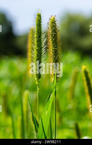 Setaria cresce nel campo in natura. Foto Stock