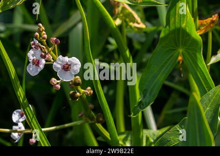 Pianta chiamata comune arrowhead, Sagittaria sagittifolia, Foto Stock