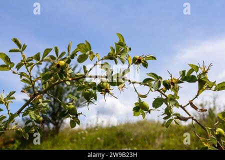 Rosa rossa fianchi di cane rosa. Rosa canina, comunemente noto come il cane rosa. Foto Stock