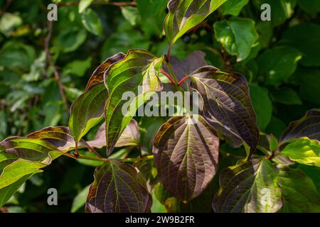 Dogwood Cornus sanguinea , sfondo foglia, messa a fuoco selettiva. Foto Stock