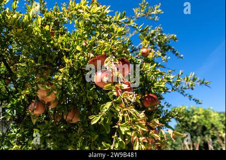 Bellissimo frutto di melograno fresco e maturo su un albero in un frutteto lussureggiante Foto Stock