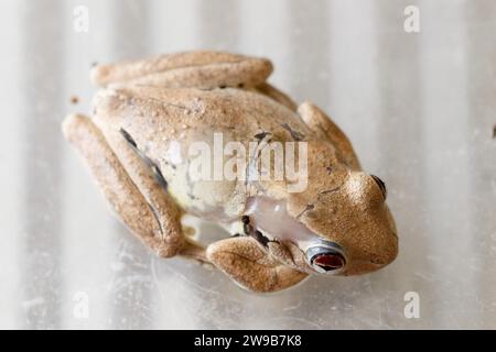 Deborah Pergolotti di Frogsafe Inc. Tratta a Roth's Tree Frog (Litoria rothii) presso la sede dell'organizzazione a Innisfail, Queensland, Australia il 3 agosto 2023. Gli esemplari raccolti da Frogsafe Inc. Dal 1998 rivelano un gran numero di tumori e altri disturbi, forse legati alla fuga agricola. (Foto di Joshua Prieto/Sipa USA) Foto Stock