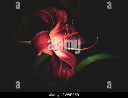 Hemerocallis fulva splendide piante di arancio luminoso in fiore, fiori ornamentali in fiore diurno nel parco naturale Foto Stock