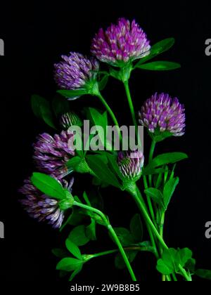 Primo piano del trifoglio rosso su sfondo nero. Il trifoglio rosso è una pianta in fiore rosa scuro utilizzata nella medicina tradizionale. L'olio essenziale di trifoglio rosso può Foto Stock