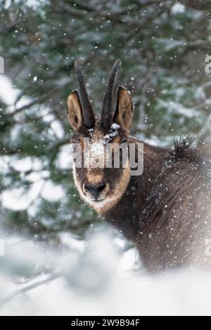 Primo piano di un camoscio alpino maschile in una tempesta di neve in una foresta alpina, Alpi, Italia - Rupicapra rupicapra Foto Stock