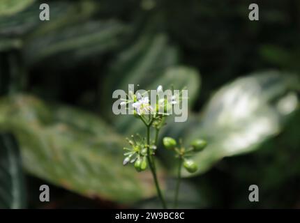 Uno scintillante grappolo di fiori di Umbrella Dracaena (Dianella ensifolia) che include un fiore viola pallido e boccioli di fiori esposti alla luce del sole Foto Stock