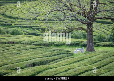 Piantagione di tè Cha Gorreana, Sao Miguel, Isole Azzorre Foto Stock