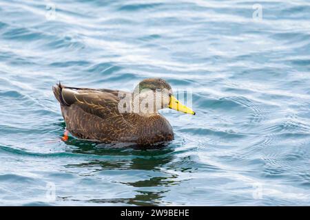 Un'anatra nera ibrida di tipo mallard x americano vista vicino al Frenchman's Bay East Lighthouse al Beachfront Park di Pickering, ONTARIO. Foto Stock