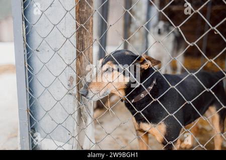 Triste senzatetto Jagdterrier in una gabbia in un rifugio per cani randagi Foto Stock
