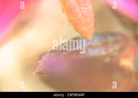 Sfondo, pattern, messa a fuoco selettiva. sfondo autunnale astratto con foglie gialle. Foto Stock