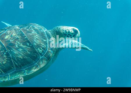 Una tartaruga marina nuota sott'acqua nei mari tropicali. Foto di alta qualità. Sott'acqua, animali, tropicali Foto Stock