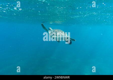 Una tartaruga marina nuota sott'acqua nei mari tropicali. Foto di alta qualità. Sott'acqua, animali, tropicali Foto Stock