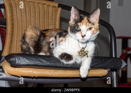 Un bellissimo gatto calico lounge su una comoda sedia da esterno, con motivi di pelliccia con macchie di nero, bianco e arancione Foto Stock